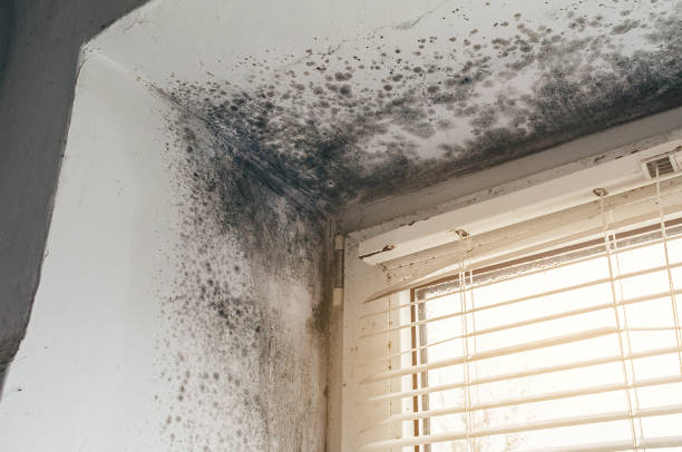 Affordable Mold Removal solutions in Henderson, GA