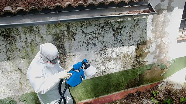 Top rated local Mold Removal specialists in Henderson, GA
